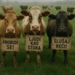 KRDO MELJE, ČOPOR SLUŠA, STADO PASE, KRDO SE PONOSI, A PLEME SE BRANI