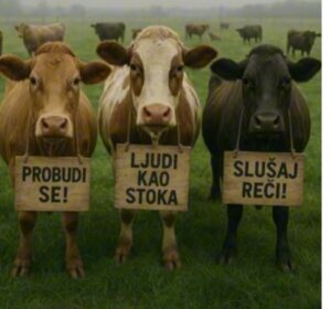 KRDO MELJE, ČOPOR SLUŠA, STADO PASE, KRDO SE PONOSI, A PLEME SE BRANI